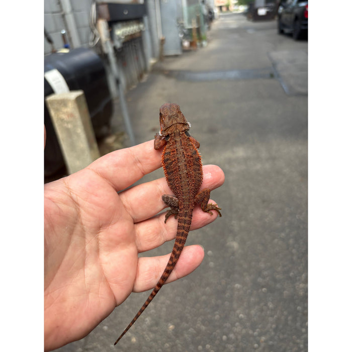 Bearded Dragon (Red Monster Cross)