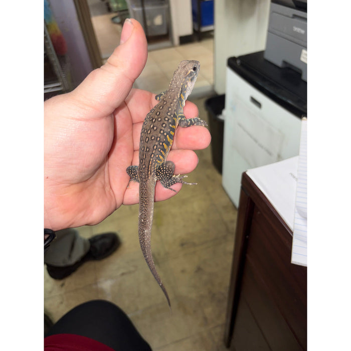 Lizard Butterfly Agama (Leiolepis belliana)