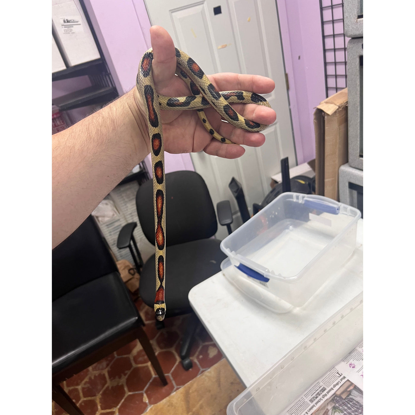 Imperial Milksnake — Jungle Bobs Reptile World