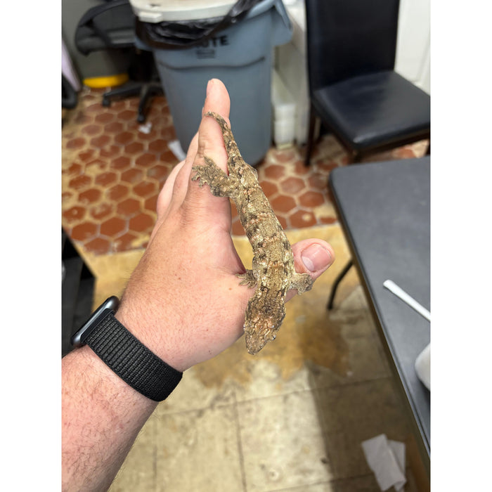 Leachianus Gecko (Nuu Ana x GTX)