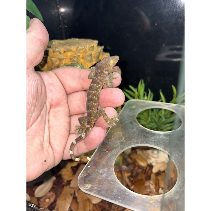 Tokay Gecko (Baby) (Gekko gecko)