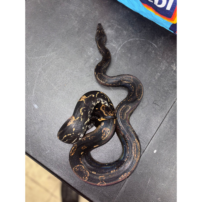 Arabesque IMG Red Tail Boa