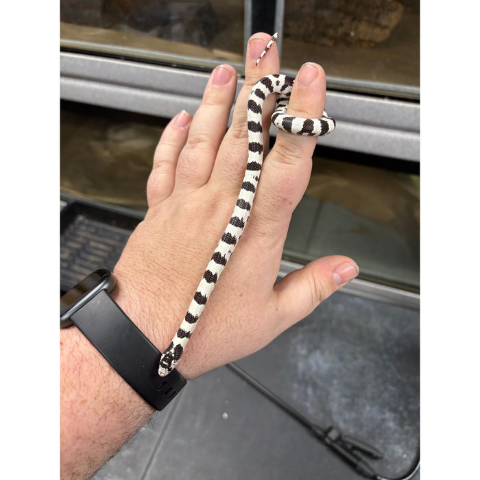 California Kingsnake (High White Banded) (Baby)