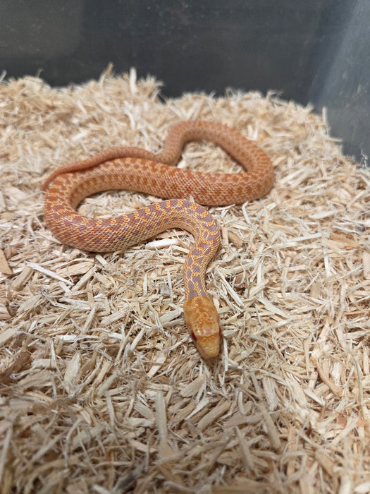 McGurty Albino Gopher Snake