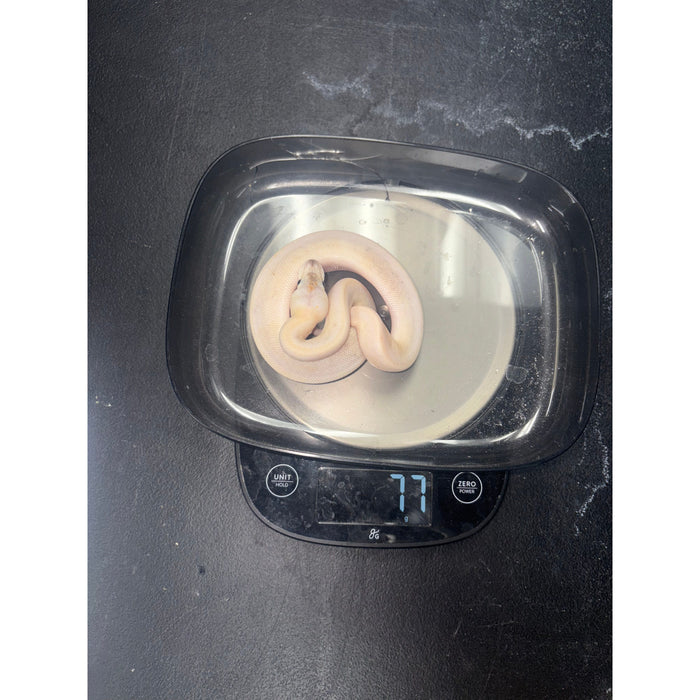 Ball Python (Pastel Champagne Paradox)