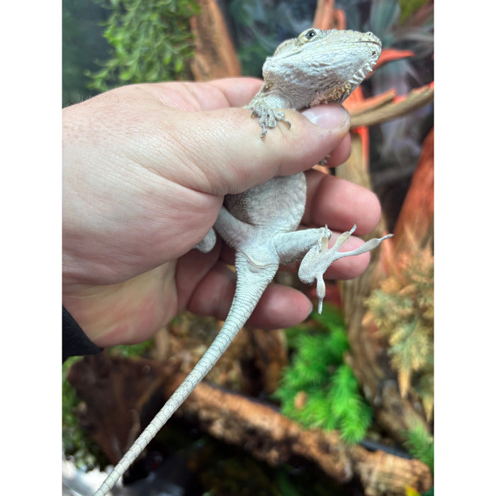 Cuban False Chameleon (Adult) (Anolis barbatus)