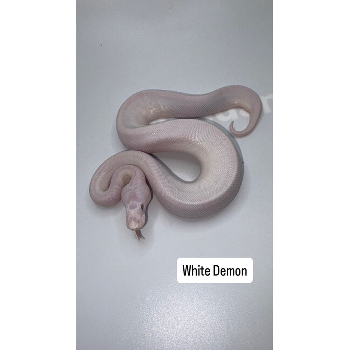 Ball Python (White Demon)