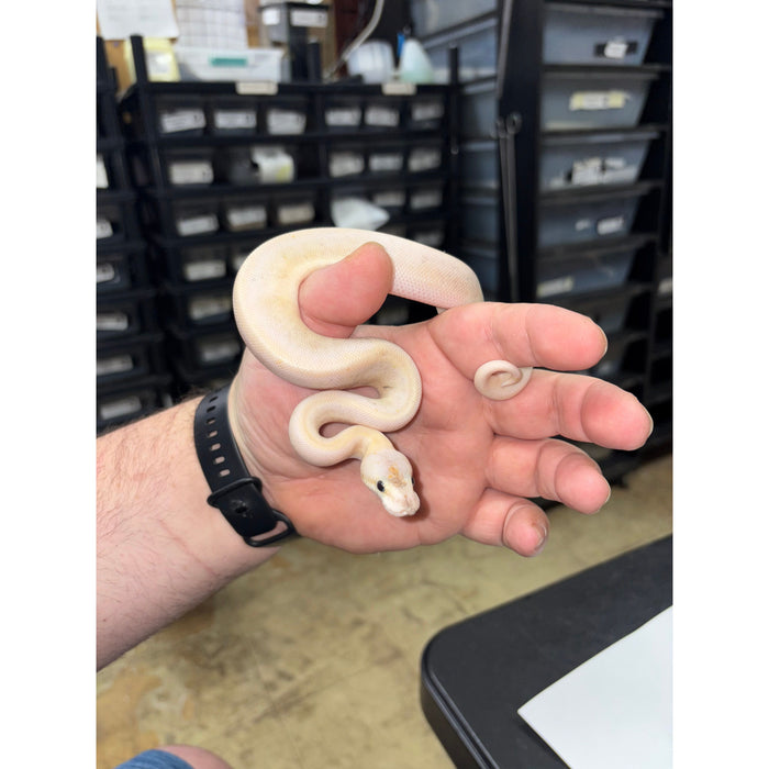 Ball Python (Pastel Champagne Paradox)