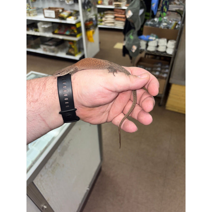 Kingorum Dwarf Monitor (Varanus kingorum)