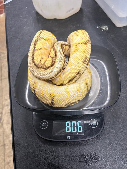 Ball Python (Orange Dream Bumble Bee Super Stripe)