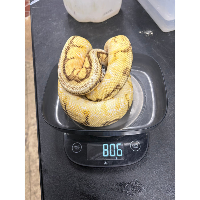 Ball Python (Orange Dream Bumble Bee Super Stripe)