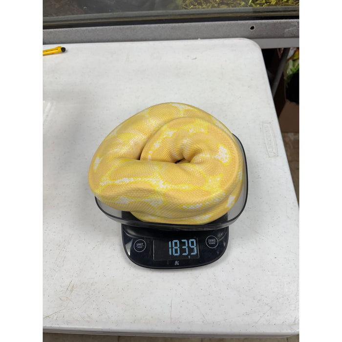 Ball Python (Albino) (Adult Male)