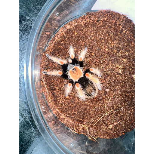 Mexican Fire Leg (Brachyplema boehmei) (2"+):Jungle Bob's Reptile World