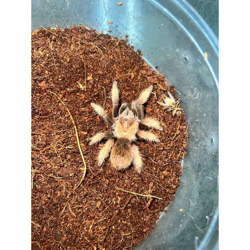 Mexican Red Leg Tarantula (Brachpelna Emelia) (2"+):Jungle Bob's Reptile World