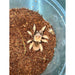 Mexican Red Leg Tarantula (Brachpelna Emelia) (2"+):Jungle Bob's Reptile World