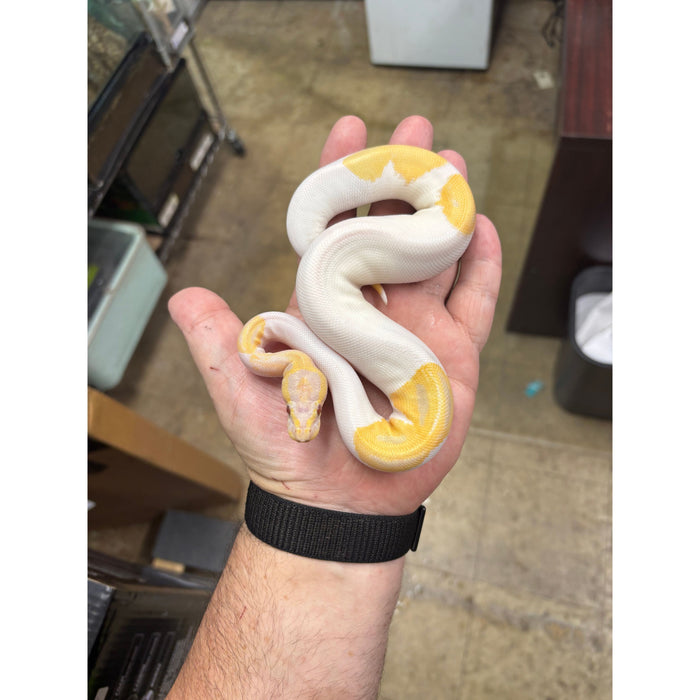 Ball Python (Candino Pied)