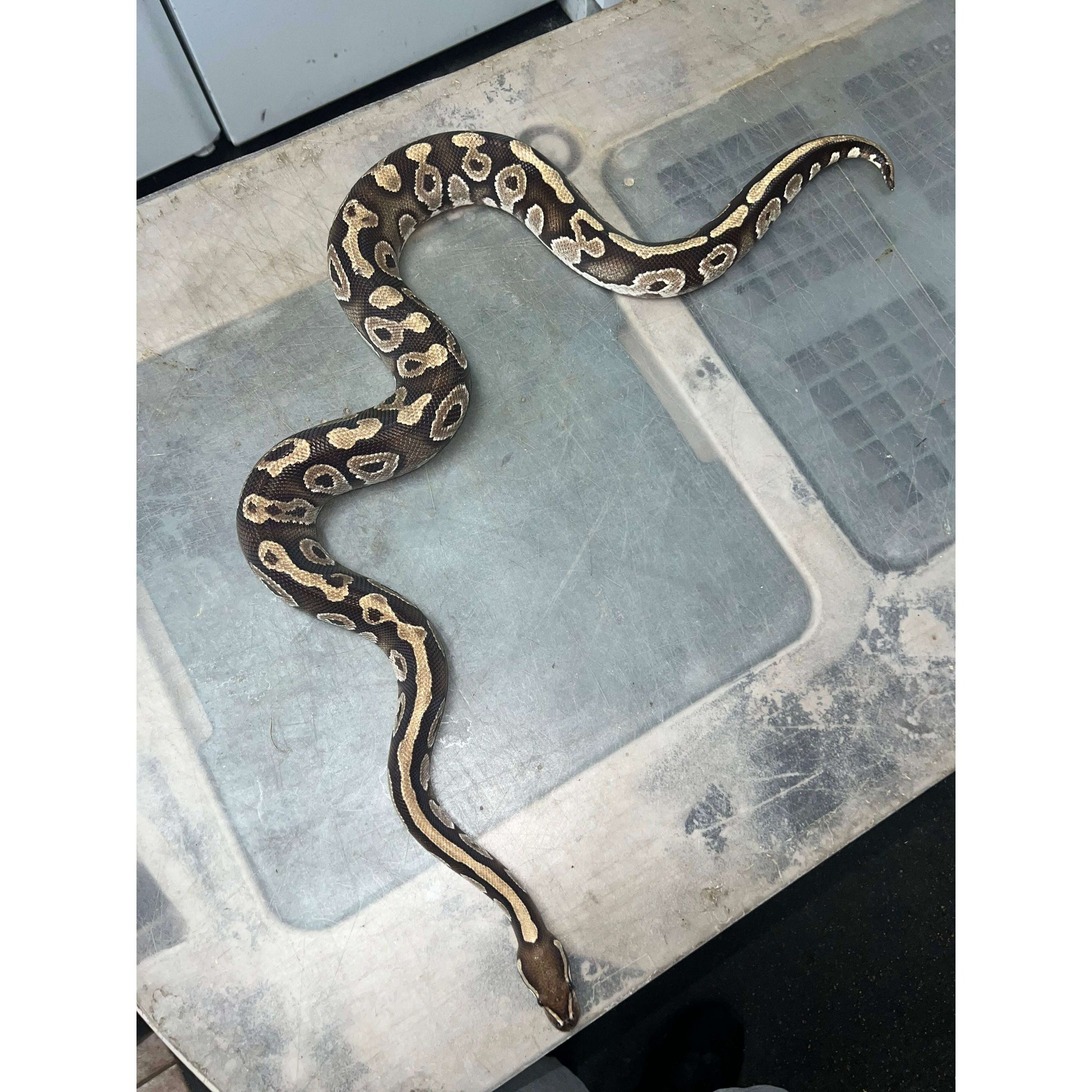 Cheap Pretty Ball Python Ball Pythons for Sale — Jungle Bobs Reptile World