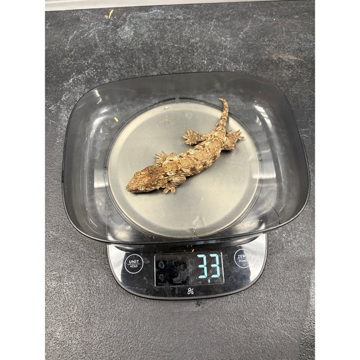 Leachianus Gecko (Nuu Ana x GTX)