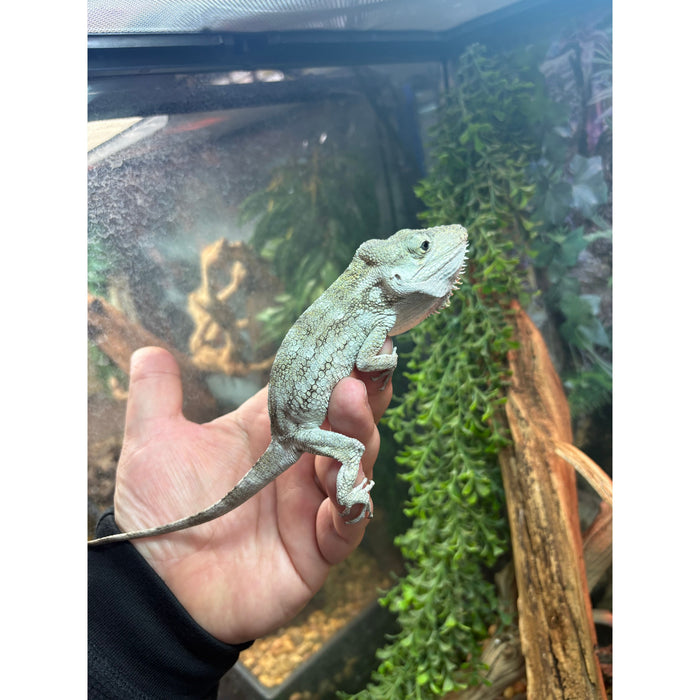 Cuban False Chameleon (Adult) (Anolis barbatus)