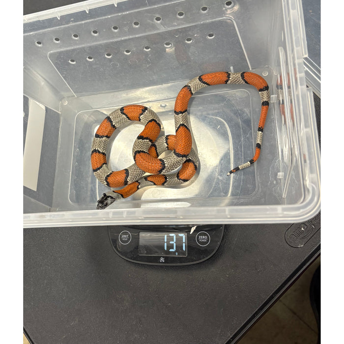 Gray Banded Kingsnake (Lampropeltis alterna) (GBKSF2)