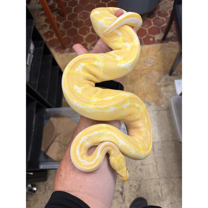 Ball Python (Albino) (Adult Male)
