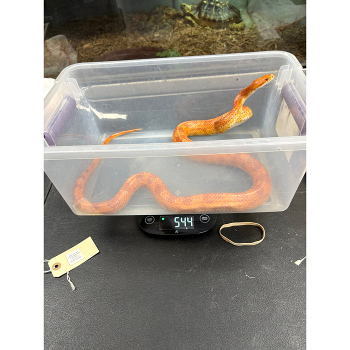Corn Snake (Albino) (Adult)