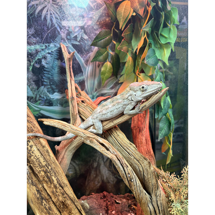 Cuban False Chameleon (Adult) (Anolis barbatus)