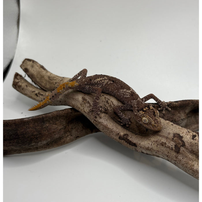 Northern Spiny Tail Gecko (Strophurus ciliaris) (Adult Pair)