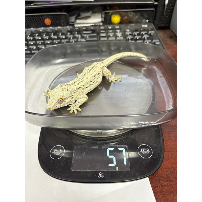 Gargoyle Gecko (Adult Male)