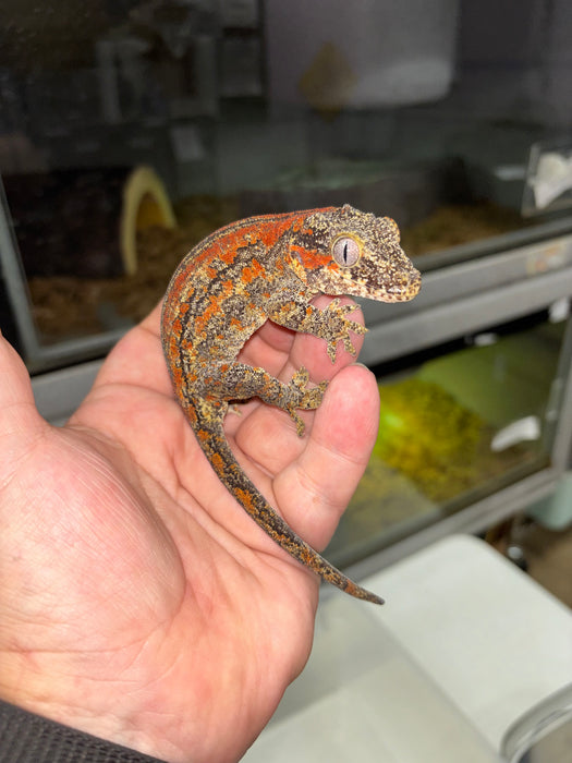 Gargoyle Gecko (Red Striped) (Female)