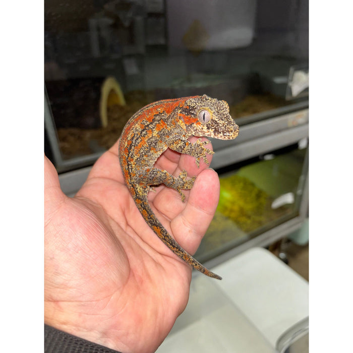 Gargoyle Gecko (Red Striped) (Female)