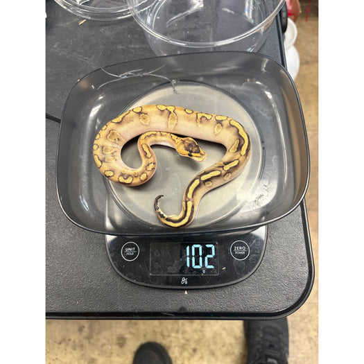 Ball Python (Champagne Mojave Yellow Belly)