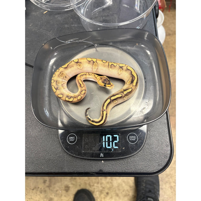 Ball Python (Champagne Mojave Yellow Belly)