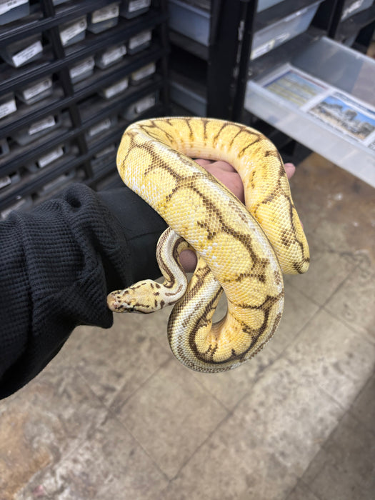 Ball Python (Orange Dream Bumble Bee Super Stripe)
