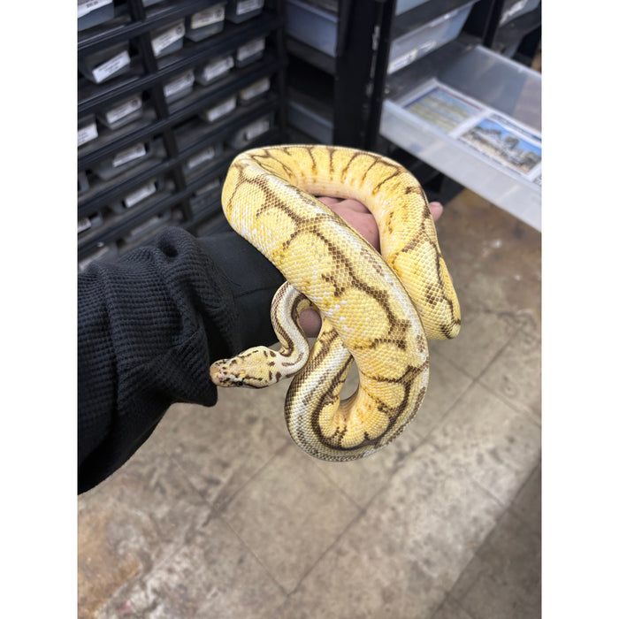 Ball Python (Orange Dream Bumble Bee Super Stripe)