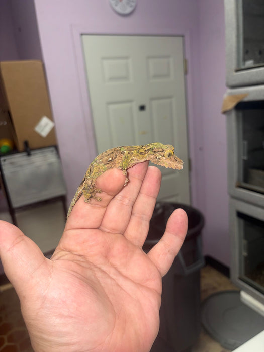 Mossy Leaf Tail Gecko (Uroplatus sikore)