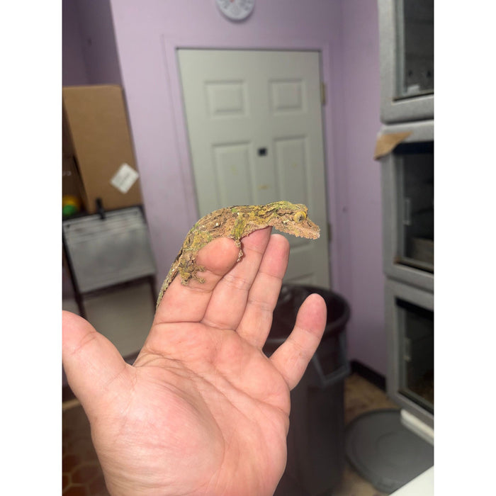 Mossy Leaf Tail Gecko (Uroplatus sikore)