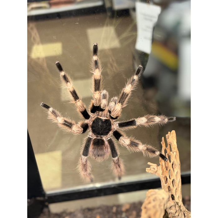Brazilian White Knee (MATURE MALE) (Acanthoscurria geniculata)
