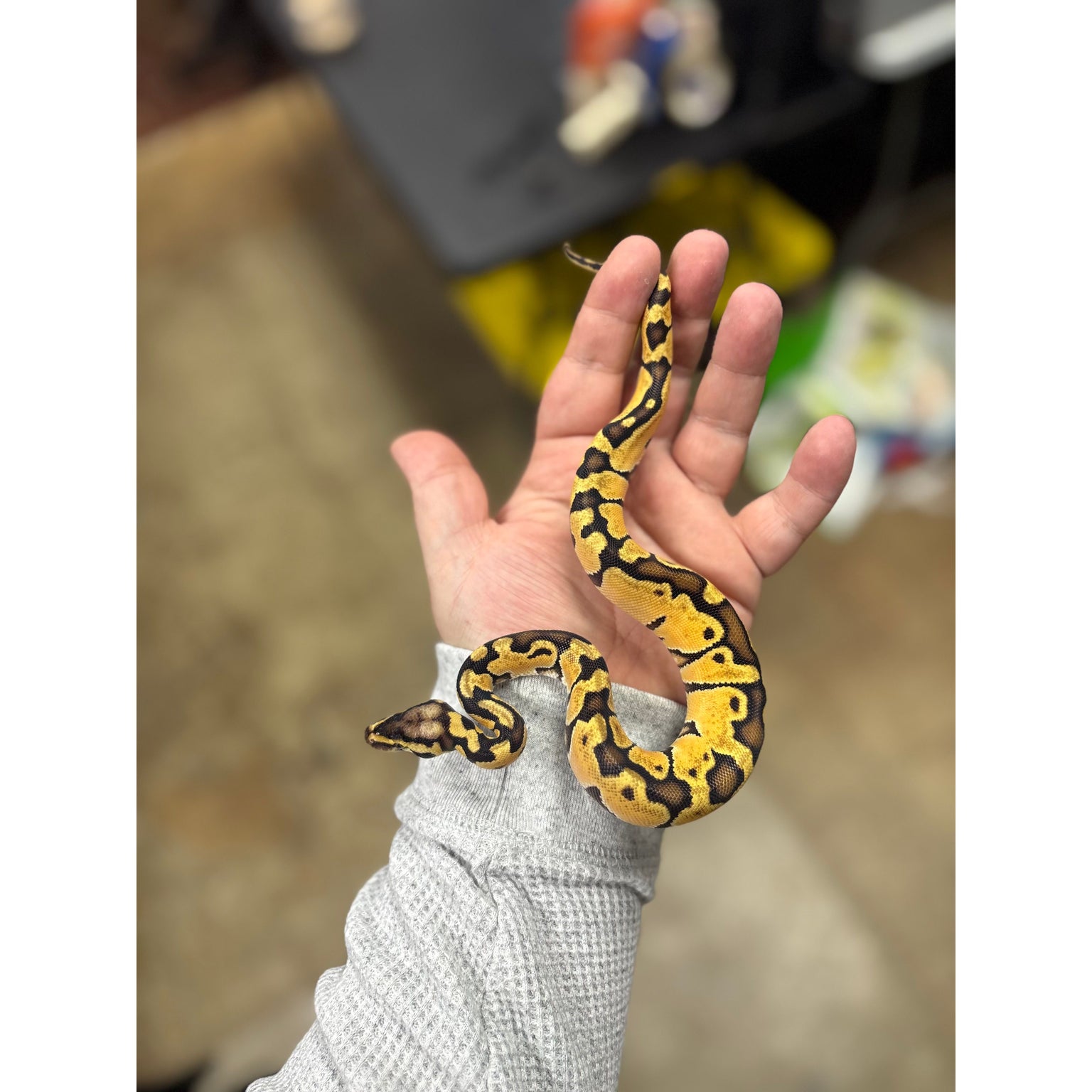 Ball Python Traded Ball Pythons for Sale — Jungle Bobs Reptile World