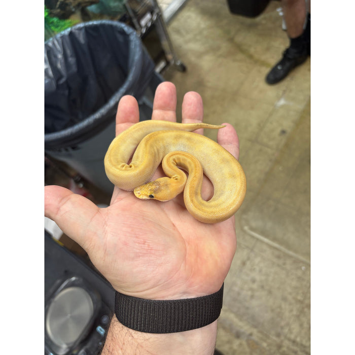 Ball Python (Enchi Mimosa)