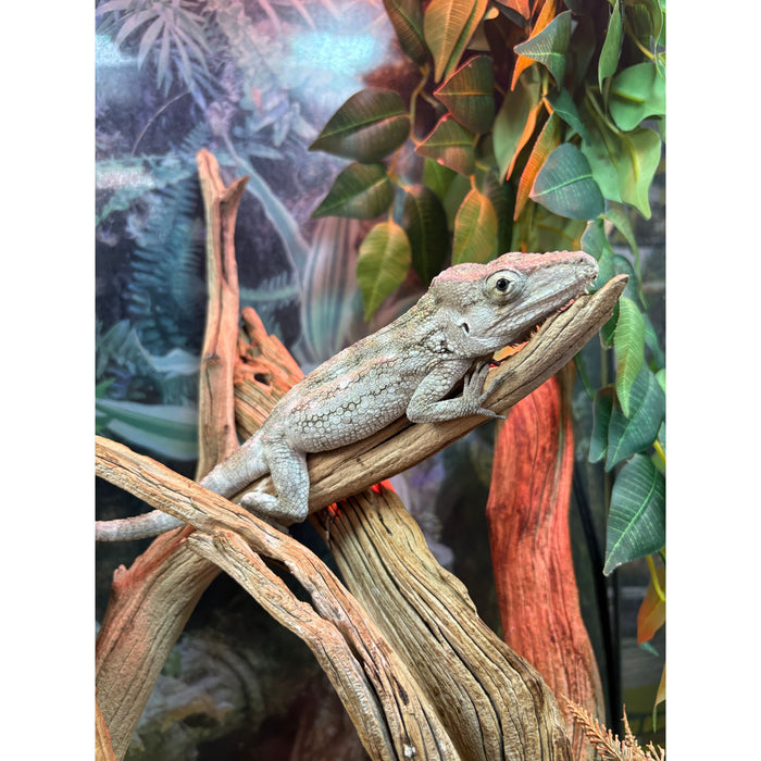 Cuban False Chameleon (Adult) (Anolis barbatus)