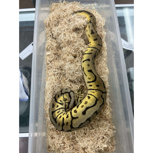 Pastel Spider Leopard Ball Python (DH Candy & Genetic Stripe) (Male):Jungle Bob's Reptile World