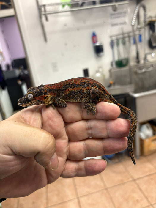 Gargoyle Gecko (Red Striped) (Female)