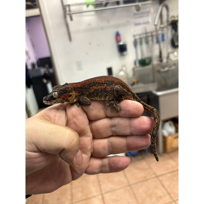 Gargoyle Gecko (Red Striped) (Female)