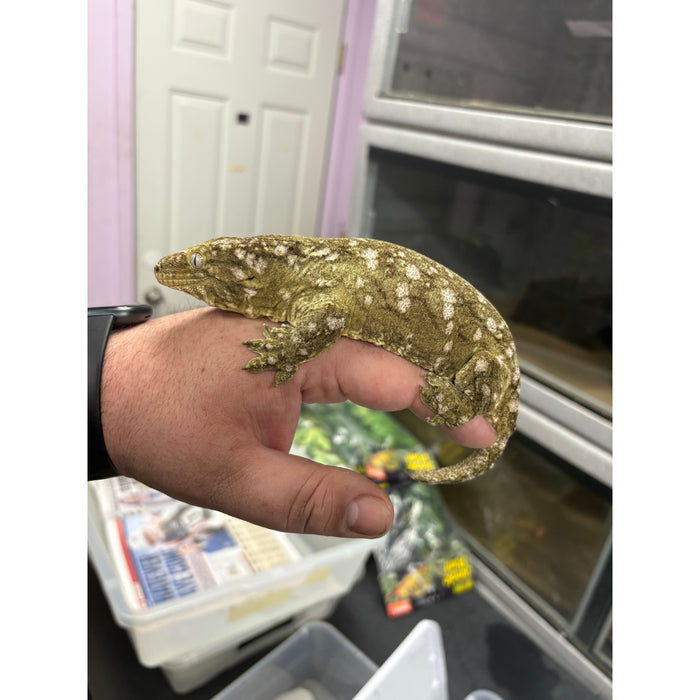 Leachianus Gecko (Moro) (F)