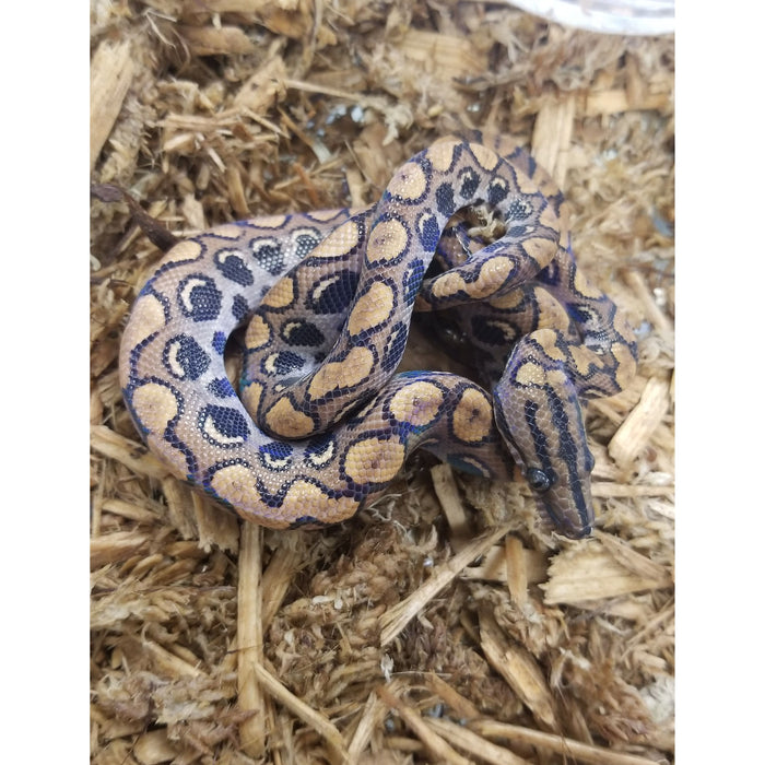 Brazilian Rainbow Boa (Epicrates cenchria)