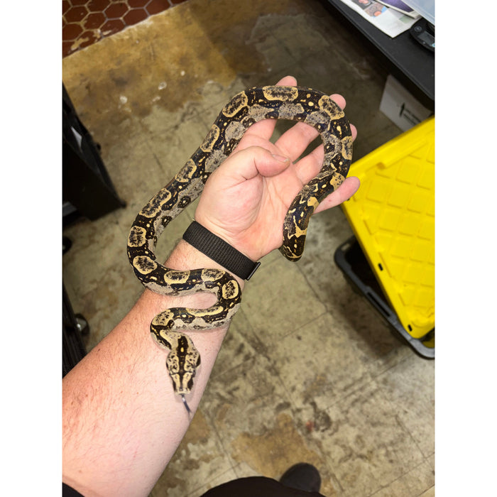 Peruvian Long Tail Boa (F3) (Boa constrictor longicauda)