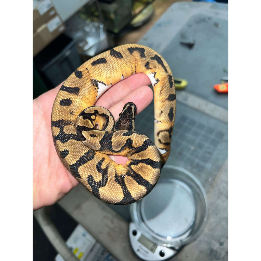 Ball Pythons for Sale — Jungle Bobs Reptile World