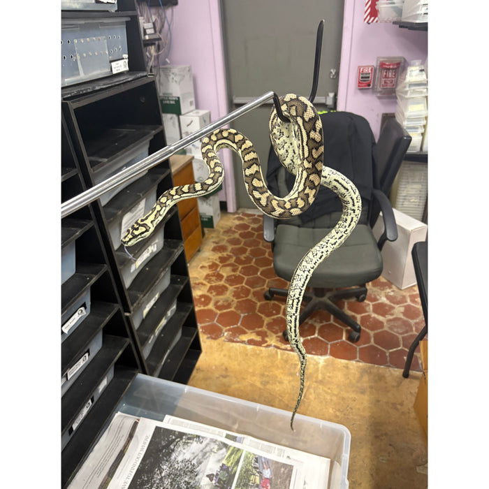 Coastal Carpet Python (MALE) (Morelia spilota mcdowelli)