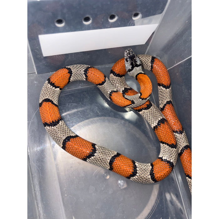 Gray Banded Kingsnake (Lampropeltis alterna) (GBKSF2)